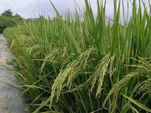 �V���z��5̖(h��o)-ˮ���N��-�V��