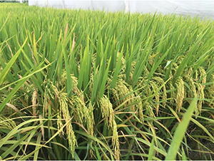 ����(y��u)������ռ-ˮ���N��-�V��