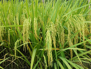 �V�Ń�(y��u)098-ˮ���N��-�V��