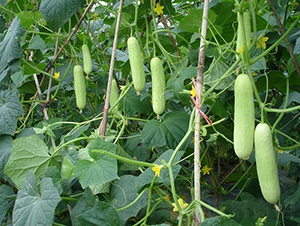 �V��5̖ˮ���S��-�S�ϷN��-�V��