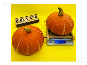 �t��ؐ�Ϲ�-�ϹϷN��-�V��