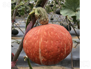 �t��ؐ1̖(h��o)-�ϹϷN��-�V��