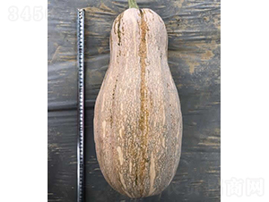 �۱�9̖(h��o)�Ϲ�-�ϹϷN��-�V��