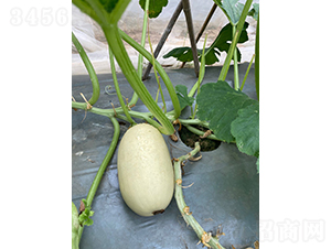 �~(y��)���Ϲ�-�ϹϷN��-�V��