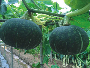 ���s�Ϲ�-�ϹϷN��-�V��