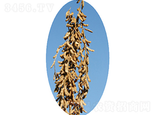 ���ƶ�1̖(h��o)-�󶹷N��-�����N�I(y��)