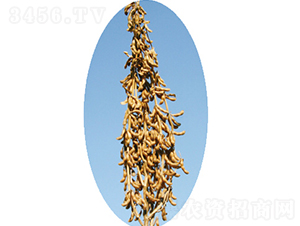 �x��19̖(h��o)-�󶹷N��-�����N�I(y��)