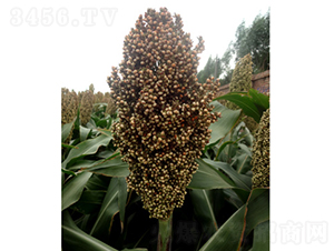 ���s1̖(h��o)-�����N��-�����N�I(y��)