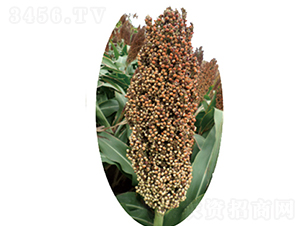 �x�s12̖(h��o)-�����N��-�����N�I(y��)