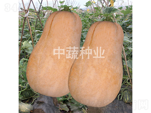 ����2̖(h��o)�Ϲ�-�ϹϷN��-���߷N�I(y��)