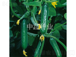 ���r(n��ng)19̖-�S�ϷN��-���߷N�I(y��)