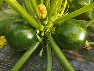 �A�������J�N��-�A���r(n��ng)�I(y��)