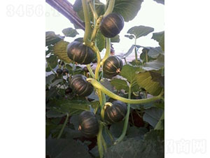 �(y��ng)��һ̖(h��o)�ϹϷN��-�A���r(n��ng)�I(y��)