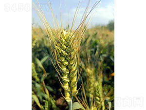 �A��305-С���N��-�Ǻ����r(n��ng)