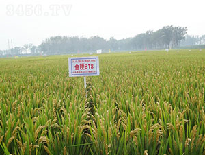 ��818-ˮ���N��-�Ǻ����r(n��ng)