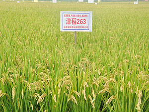 ��263-ˮ���N��-�Ǻ����r(n��ng)