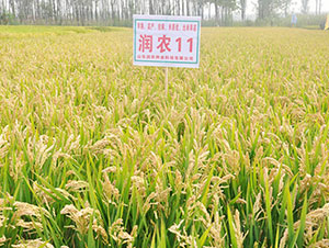 ���r(n��ng)11-ˮ���N��-�Ǻ����r(n��ng)