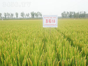 ʥ��18-ˮ���N��-�Ǻ����r(n��ng)