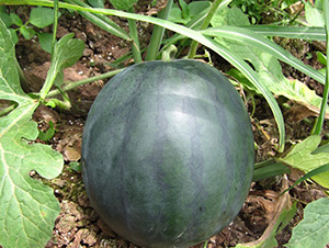 �ǌ���-���ϷN��-�A���N��