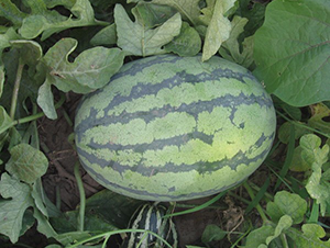 �A��12̖(h��o)-���ϷN��-�A���N��