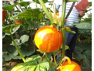 ���-�ϹϷN��-�A���N��