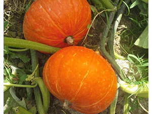 ��t-�ϹϷN��-�A���N��