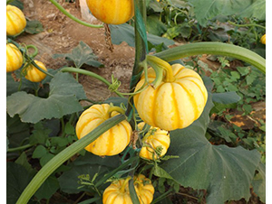 ؐؐ-�ϹϷN��-�A���N��