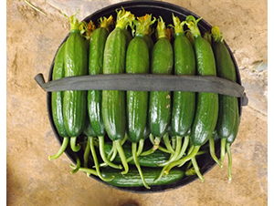 �A��һ̖(h��o)-�S�ϷN��-�A���N��