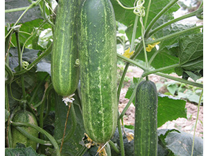 �A��310-�S�ϷN��-�A���N��