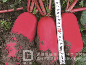 �tƤ�}��-�¸߼t-�}���N��-�¸߷N�I(y��)