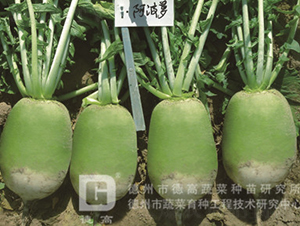 �S�GƤ�}��-�����}-�}���N��-�¸߷N�I(y��)