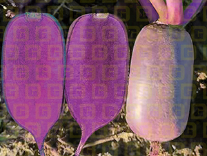 ��Ƥ����ˮ���}��-�¸�R196-�}���N��-�¸߷N�I(y��)