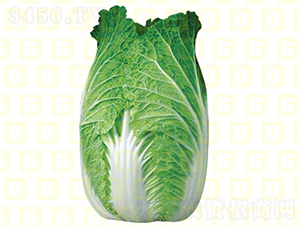 ������ײ�-�¸�7̖(h��o)-��ײ˷N��-�¸߷N�I(y��)