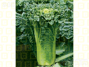 �����~�(l��i)��-�¸�707-��ײ˷N��-�¸߷N�I(y��)