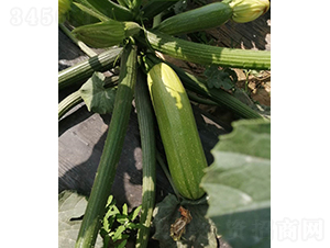 Խ�ľG��121-�����J�N��-����