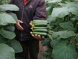 ����2̖-�S�ϷN��-����