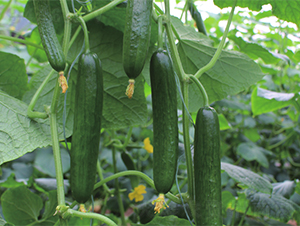 ������-�S�ϷN��-����