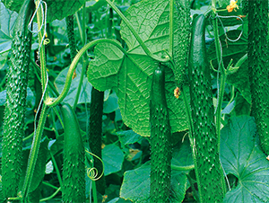 ����-�S�ϷN��-����