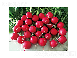 �t��ʯ-�}���N��-�c�l(f��)��ʢ