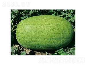 ���ش�t����-���ϷN��-�c�l(f��)��ʢ