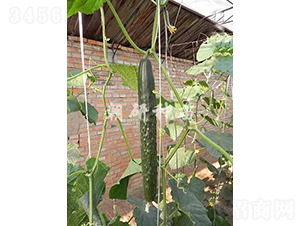 ����708-�S�ϷN��-���зN��