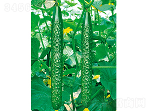 ����706-�S�ϷN��-���зN��