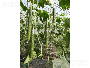 ����607-�S�ϷN��-���зN��