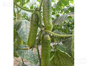 �T�S6̖(h��o)-�S�ϷN��-���r(n��ng)�r(n��ng)�I(y��)