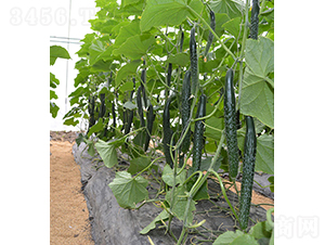 ���S��24-922-�S�ϷN��-���r(n��ng)�r(n��ng)�I(y��)