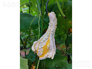 �����Z�^�p���ϹϷN��-�r(n��ng)�ƷN��