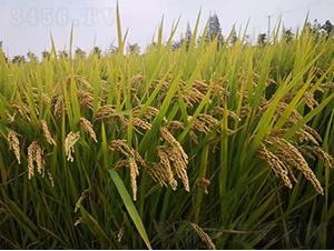 ���㾬106-ˮ���N��-�r(n��ng)�ƷN��