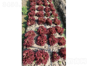 ������̖(h��o)��˷N��-�r(n��ng)�ƷN��