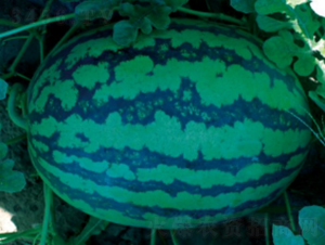 ���׊WCT302-���ϷN��-�r(n��ng)�ƷN��