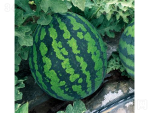 ���׊WTM306-���ϷN��-�r(n��ng)�ƷN��